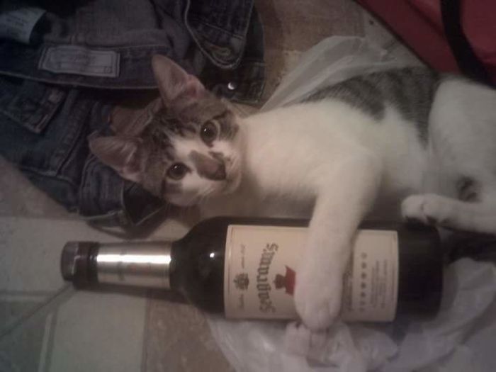 His Name Was Goofy. My Daughter Tried To Pick This Up While In A Bag. Goofy Said No.