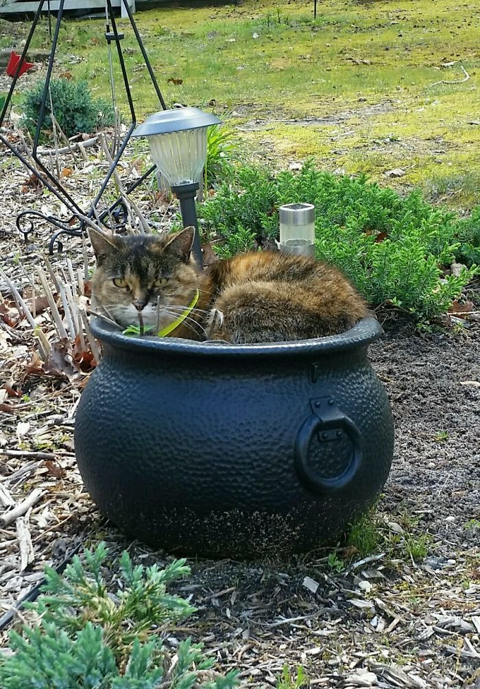 She Likes To Sit In The Catnip Pots And Get High