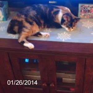 writer_of_simple_words avatar