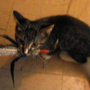 jillrocks2011 avatar