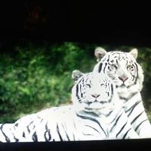 diane_bittner avatar