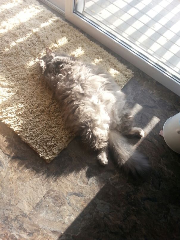 Walked Into The Kitchen To See My Cat Lying On Her Back Sun Bathing