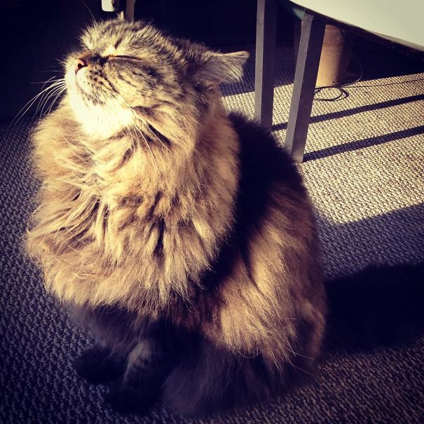 Our Cat Is A Sun Worshiper Gratefully Soaking In The Spring Rays