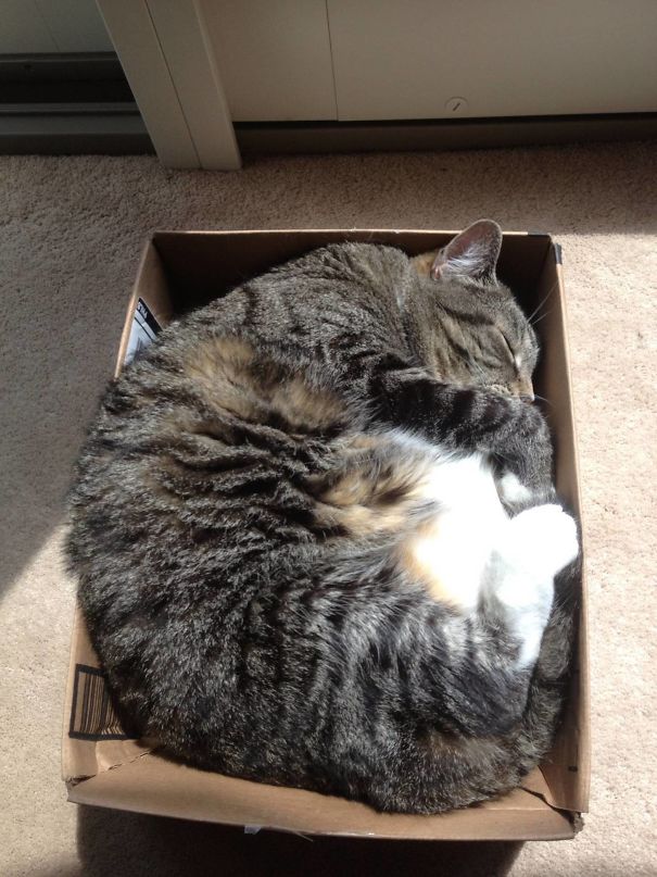 Slid Her Into The Sun. Happiest Fat Cat Ever