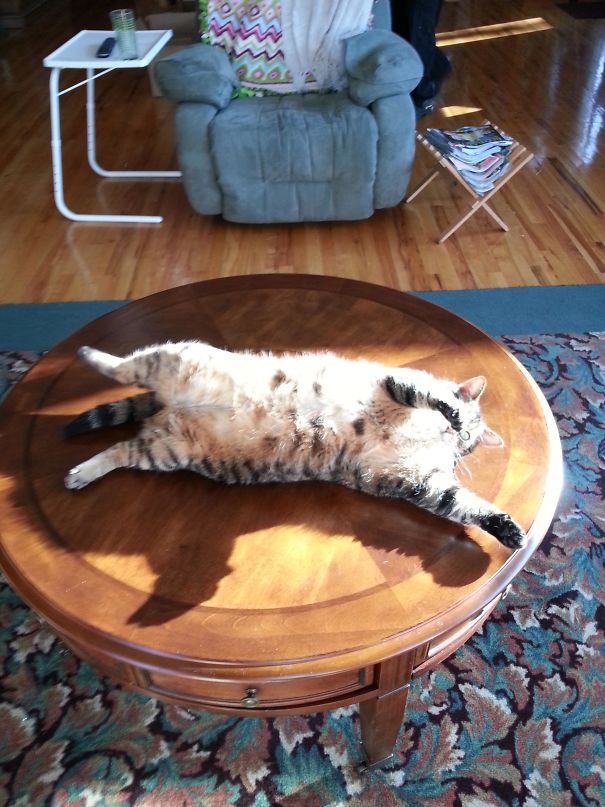 My Cat Laying In The Sun