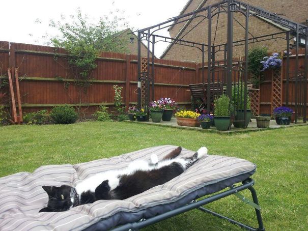 Cat Making The Most Of The Sun