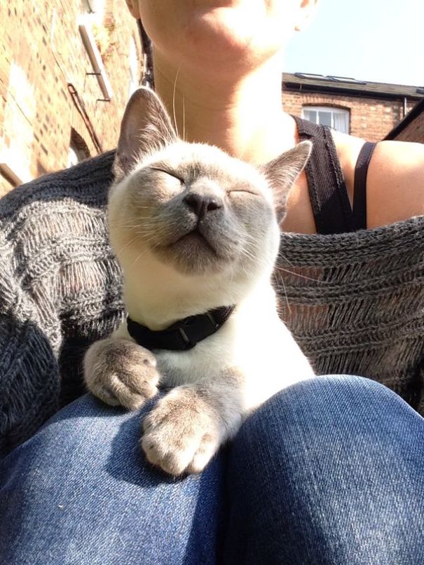 My Cat Spaceman Enjoying The Outside February Sun