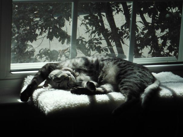 My Cat Aslan Gettin' Some Sun