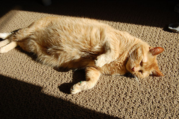 Sun Cat