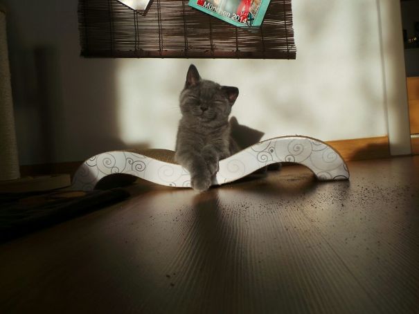 Just Relaxing In The Sun