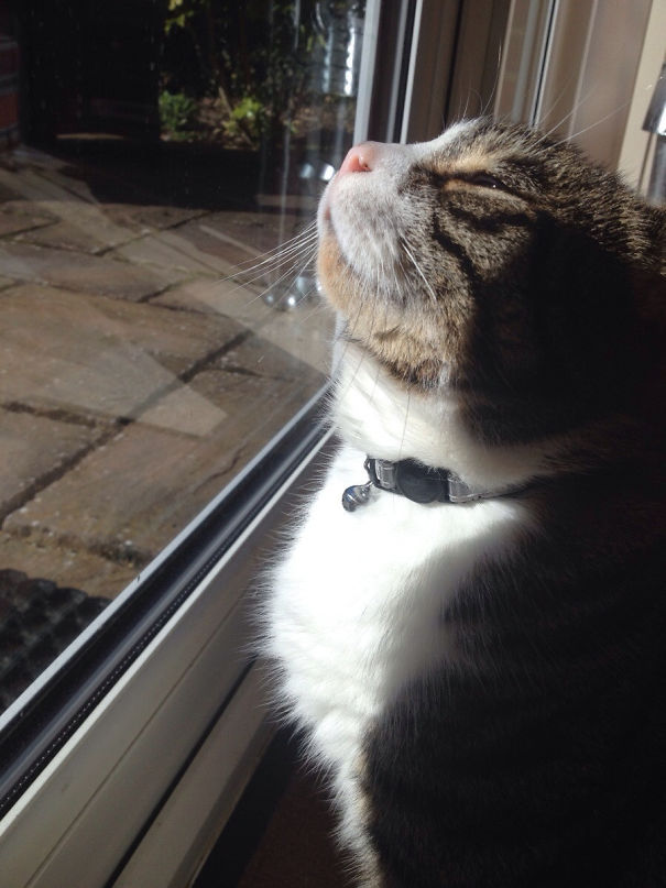 Today, I Will Sleep In The Sun