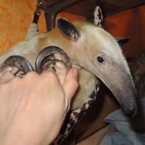 hyzenthlay_foresight avatar