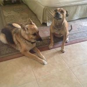 francestown25 avatar