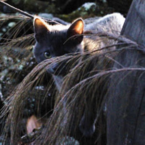 arualziurodarrap avatar