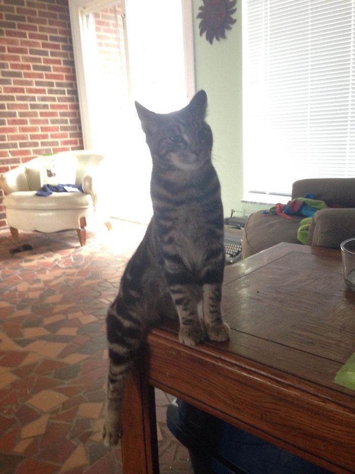I Walked Into My Friend's House And Found Her Cat Sitting Like This, Waiting For Someone To Feed Him