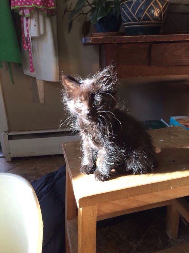 Raven Getting Some Sun