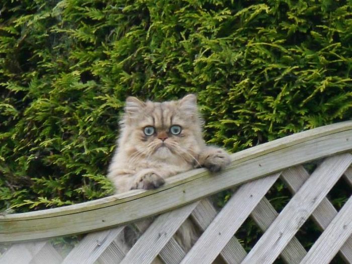 My Neighbour's Cat Is A Little Weird