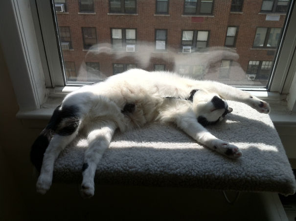 Enjoying A Nap In The Sun