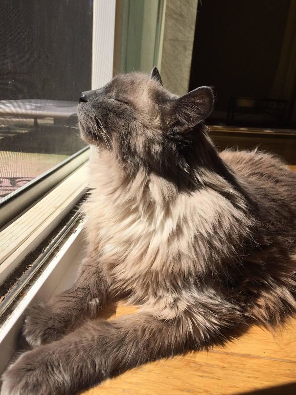 Such Sun... Much Happy