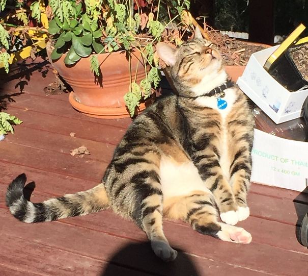 Kitty Enjoying The Morning Sun