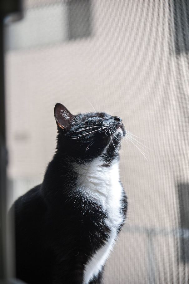 My Little Dude Loves Basking In The Afternoon Sun