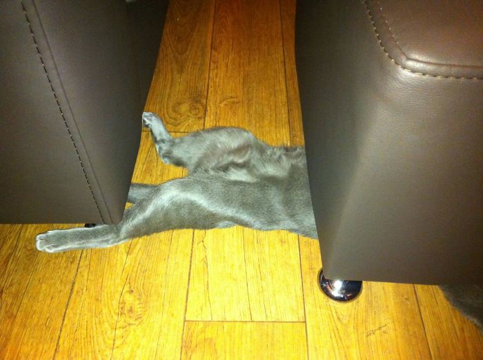 Came Home And Found My Cat Sleeping Like This