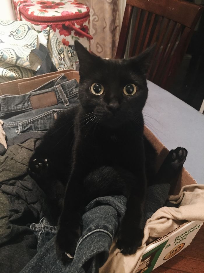 She May Be Weird, But I Still Love Her. Meet Bottles The Cat