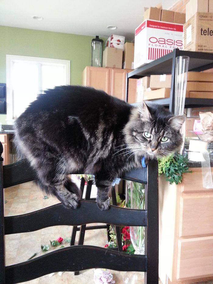 Meet Lola... She Is Also Weird