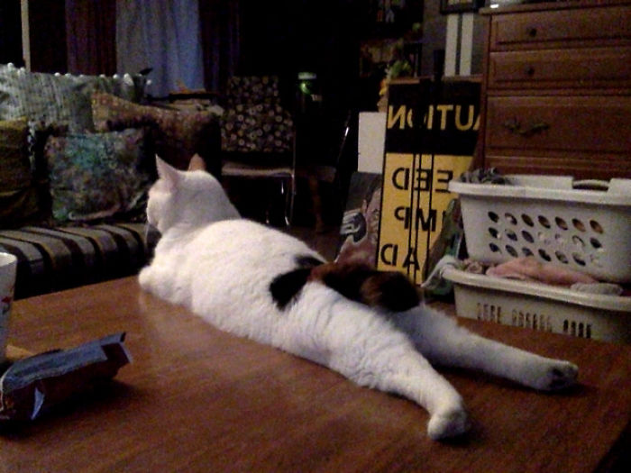 My Girlfriend's Cat Sits Really Weird