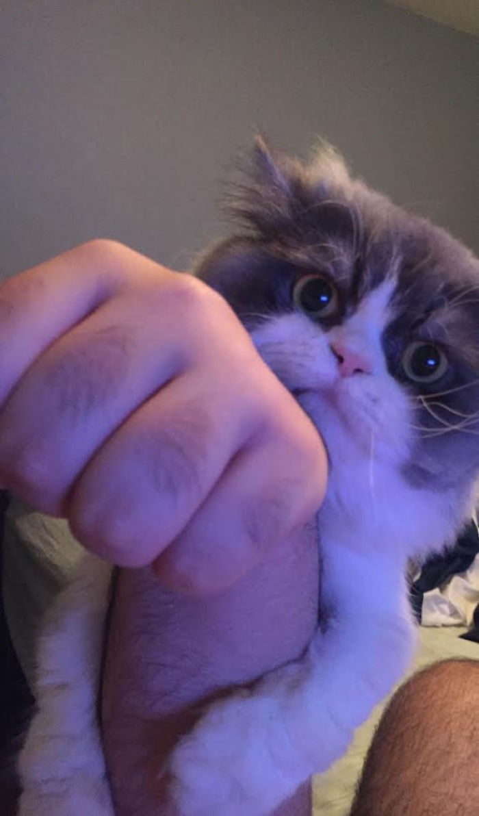 My Cat Loves Grasping My Arm For Some Reason