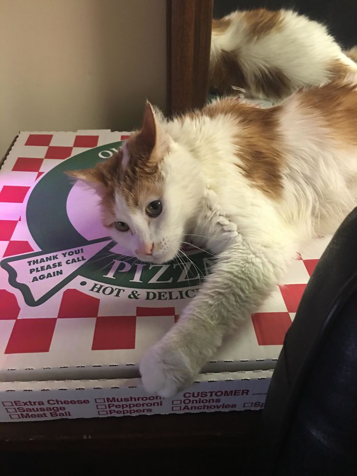 My Cat Used To Sleep On Pizza Boxes Until My Gf Threw Them Away. I Finally Caved And Got Pizza Today And This Was His Reaction
