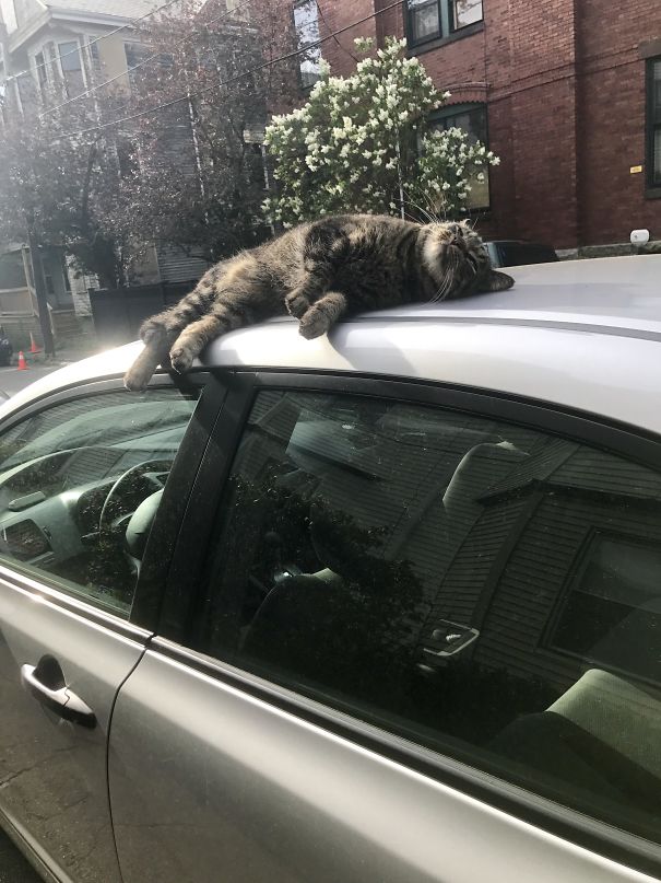 Caught The Neighborhood Cat Sunbathing On My Car This Morning