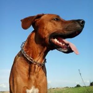 nowicka-hagenah avatar