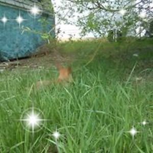 freedombyfarming avatar