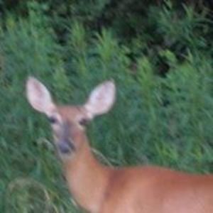 mary_esterline avatar