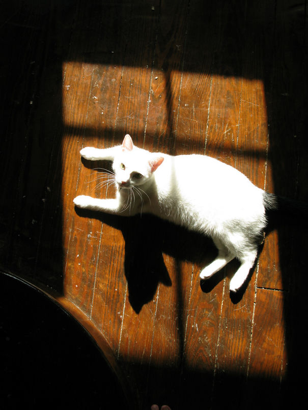 Nibble In The Window