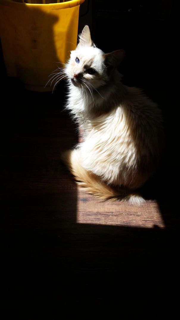 Caught One Of Our 5 Clinic Cats Sunbathing