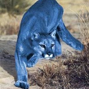 blucougar57 avatar