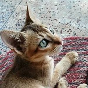 pastorekaren9 avatar