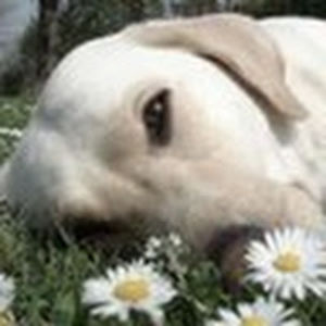 sonyabissessar avatar