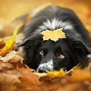 stevennatalie avatar