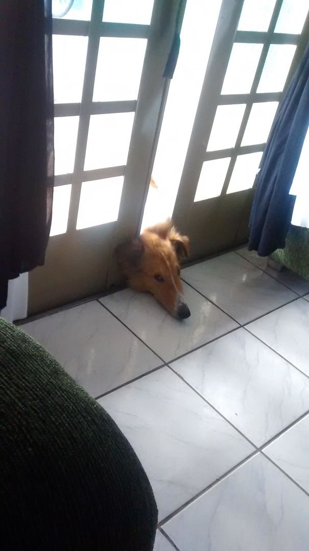 Weird Sleeping By Dog