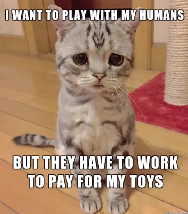 Cat Problem