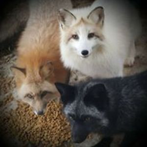 cilissa_antea avatar