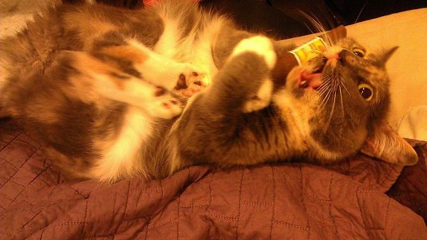 My Friend Had To Hide The Catnip Cigar Due To Level 10 Freakout