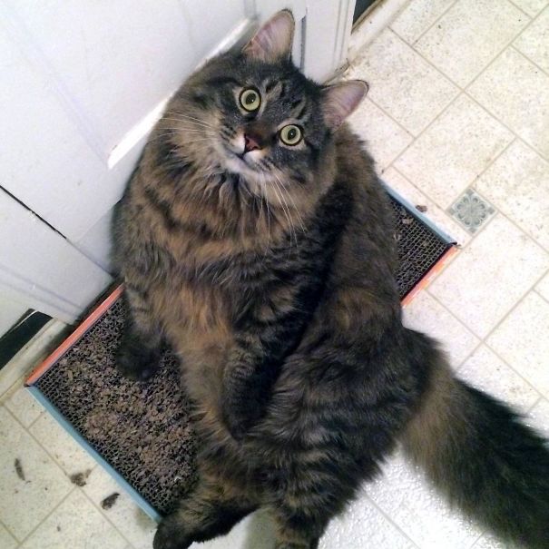 Hugo Had A Lot Of Catnip And Sat Like This For 20 Minutes