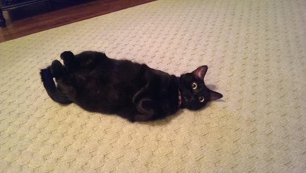 Came Home To A Kitchen Full Of Catnip And This Space Cadet In The Living Room