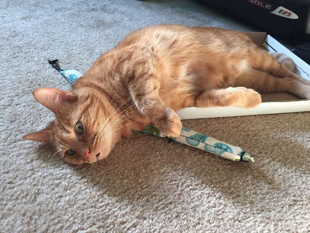 Our Orange Tabby, Stoned Out Of Her Mind After Playing With A Catnip Toy