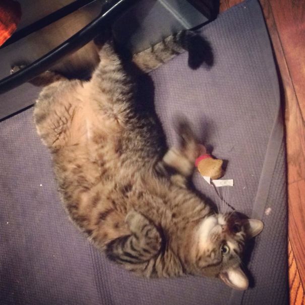 My Cat Found The Extra Stash Of Catnip Last Night. Found Him Cracked Out In The Kitchen, Batting Slowly At A Toy Mouse