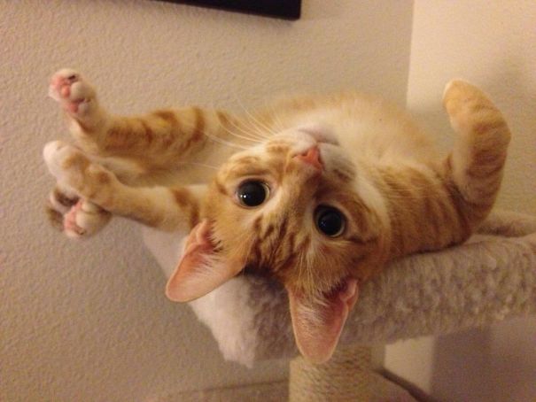 So I Gave My Cat Catnip Last Night